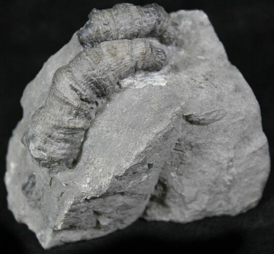 Horn Coral, Devonian Aged From New York #26465